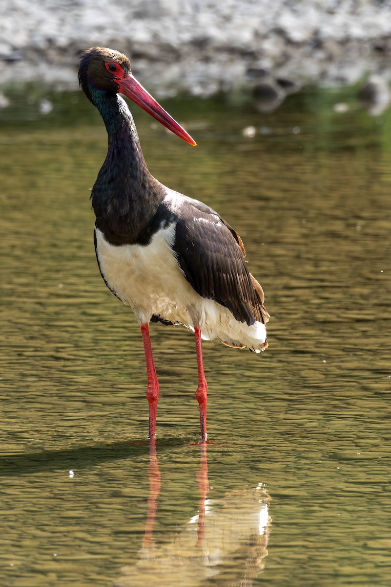 Black Stork - ML620668412