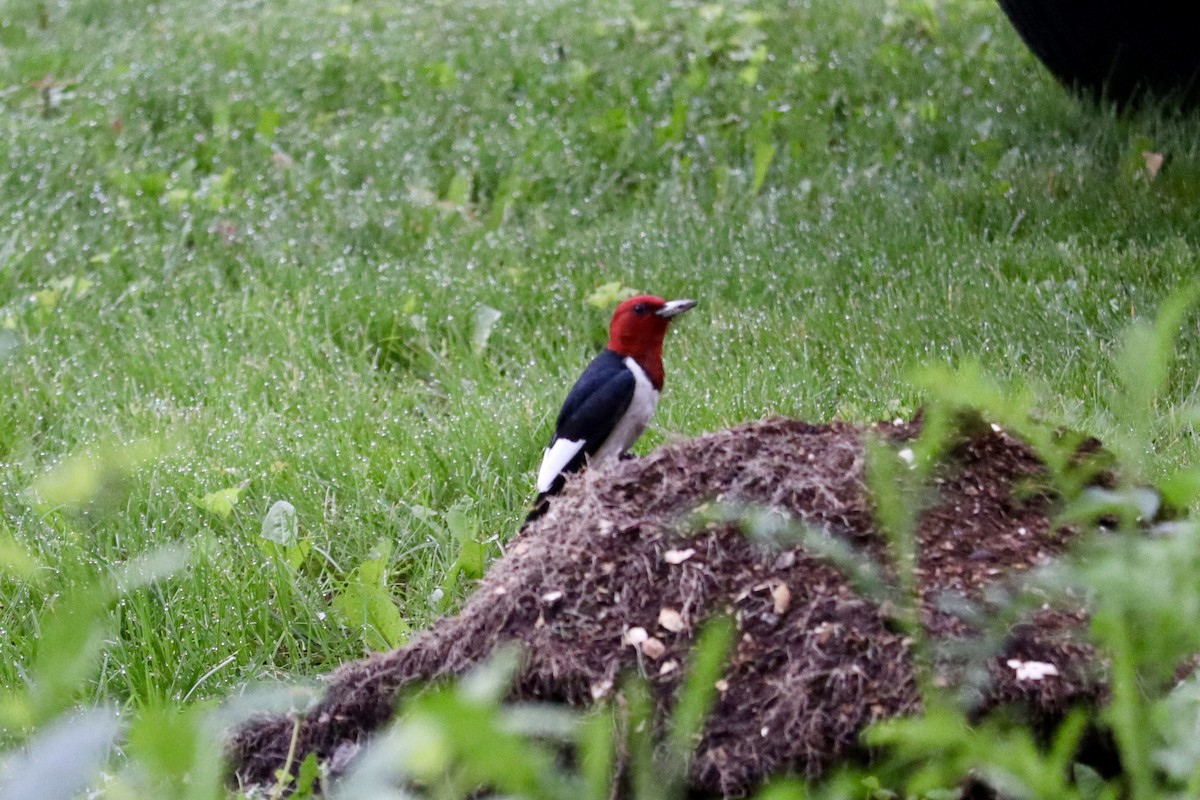 Pic à tête rouge - ML620668413