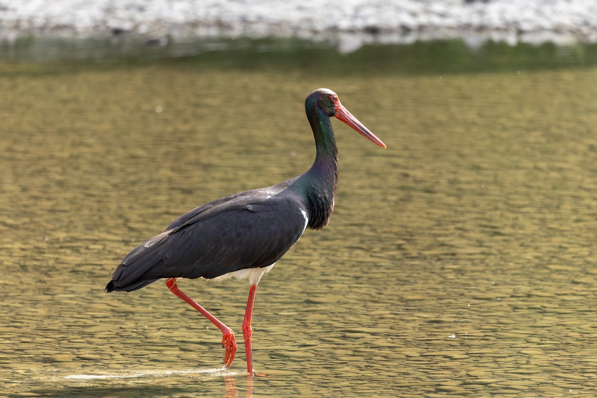 Black Stork - ML620668414