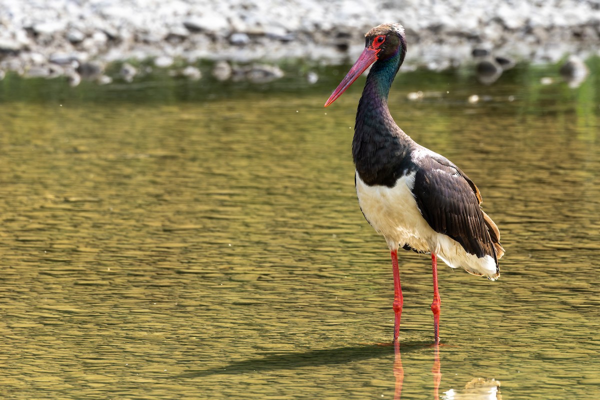 Black Stork - ML620668415