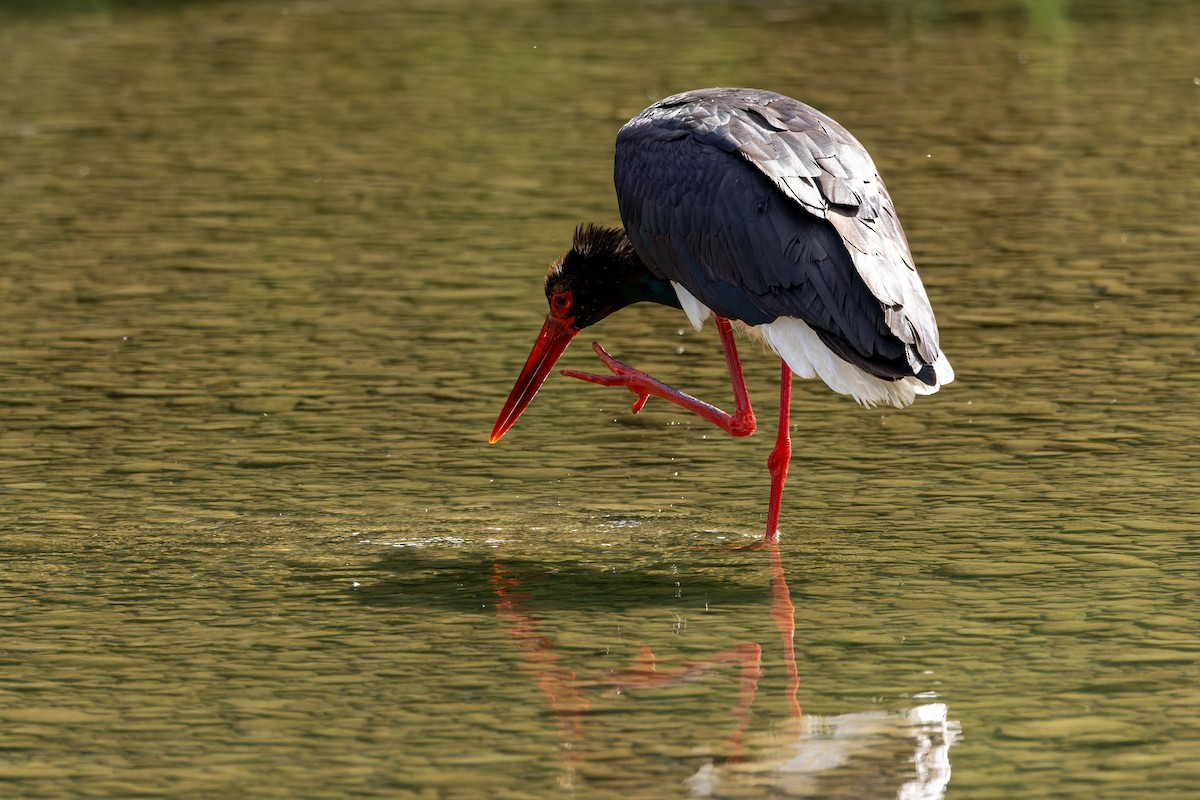 Black Stork - ML620668416