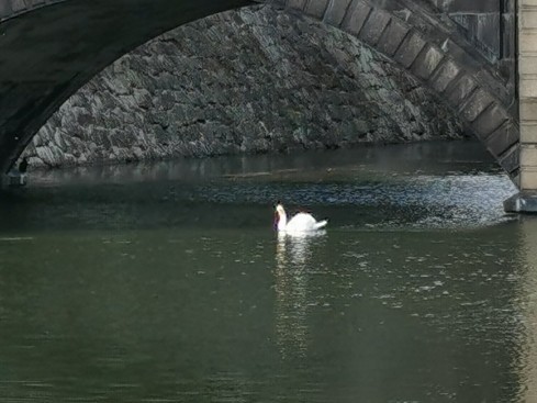 Mute Swan - ML620668417