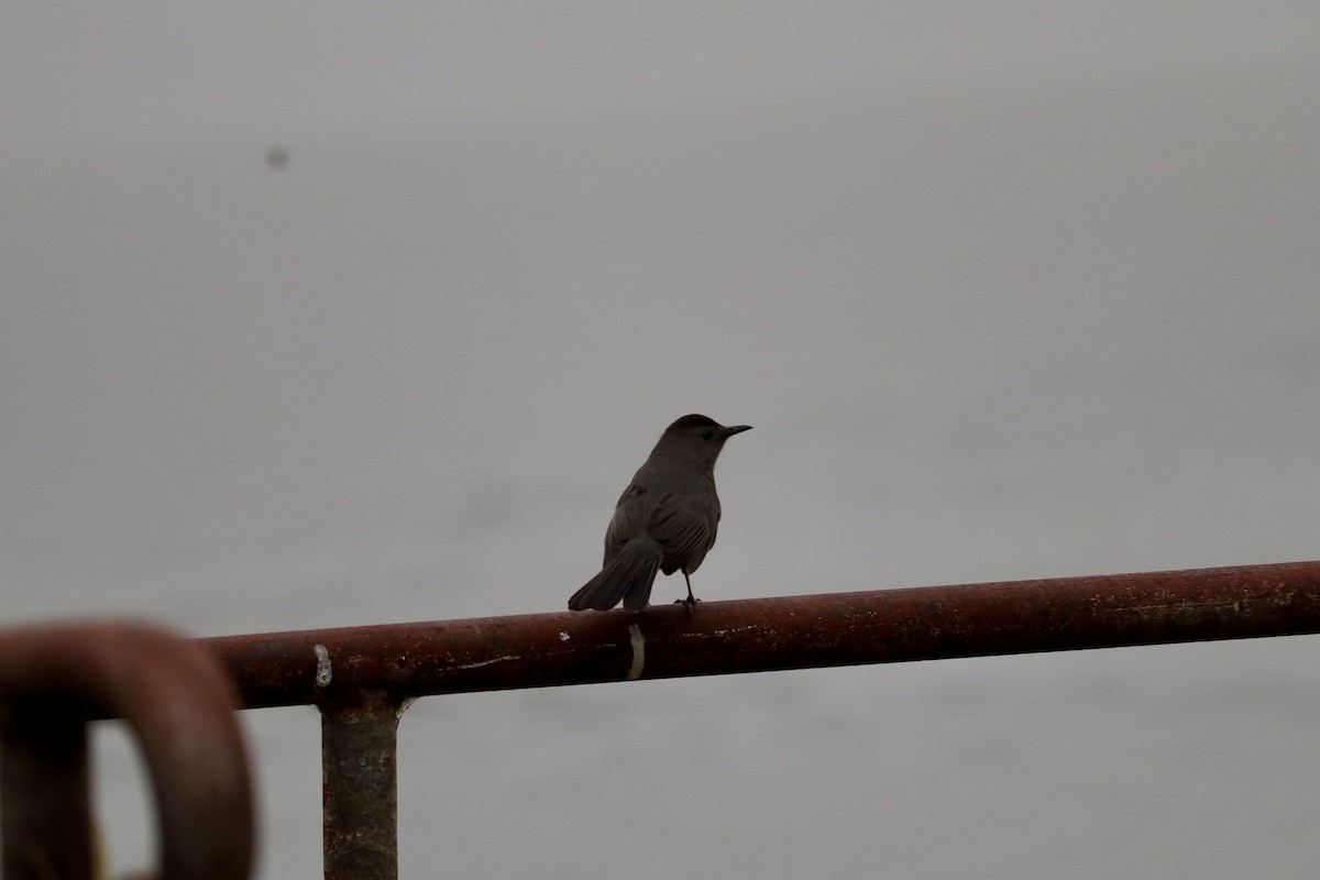 Gray Catbird - ML620668418