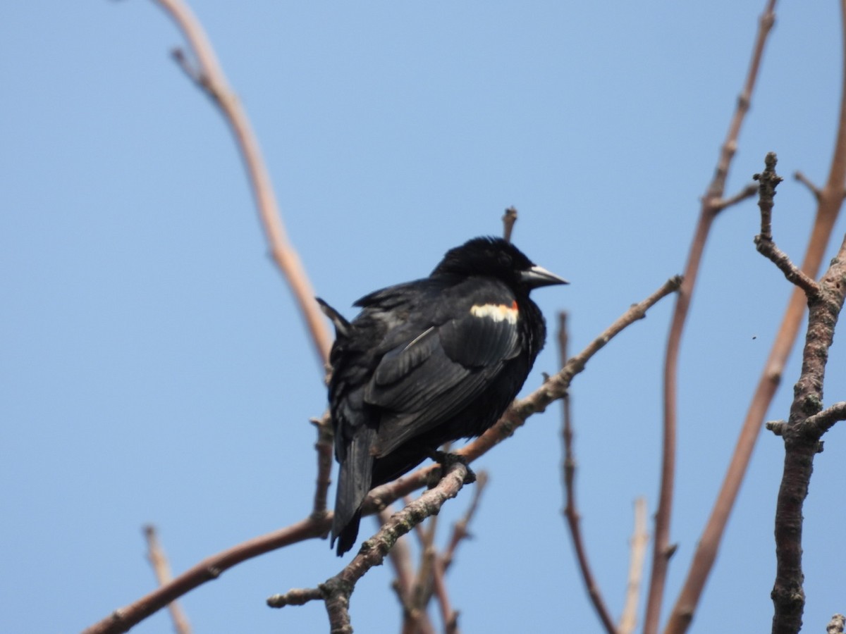 Red-winged Blackbird - ML620668420