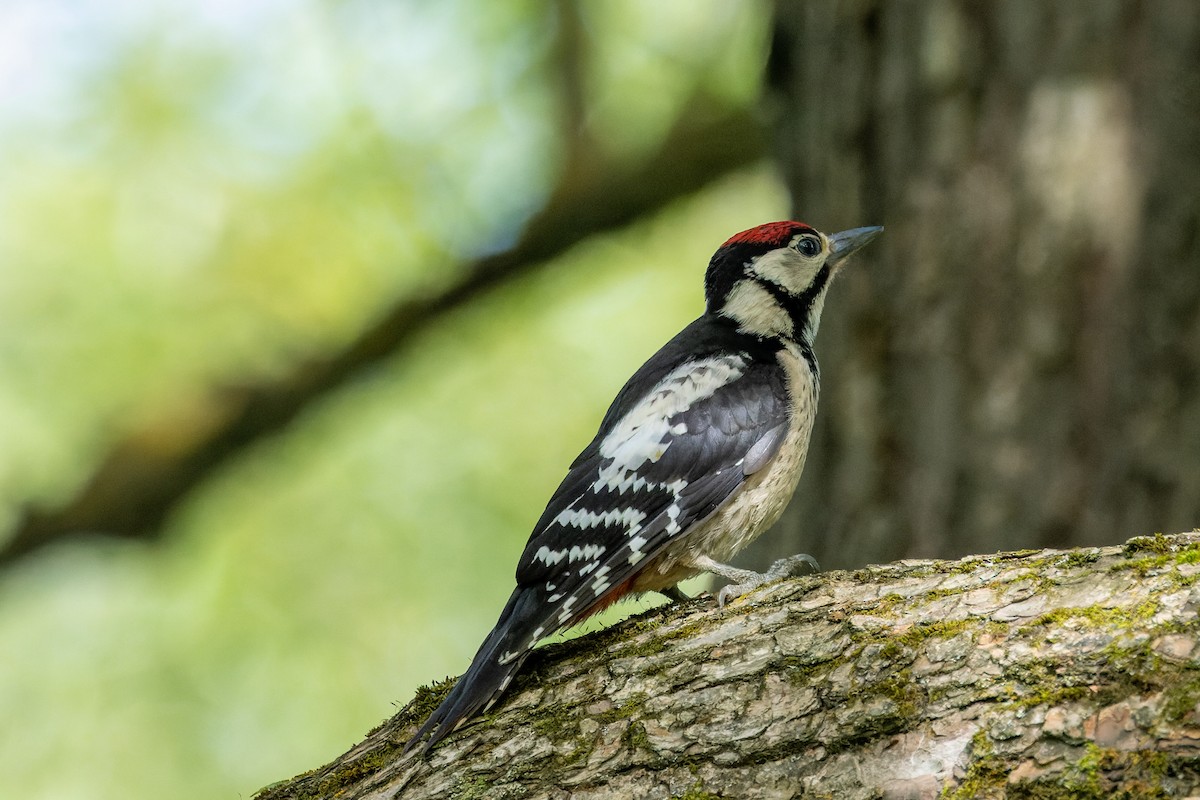 Great Spotted Woodpecker - Roman Levenko