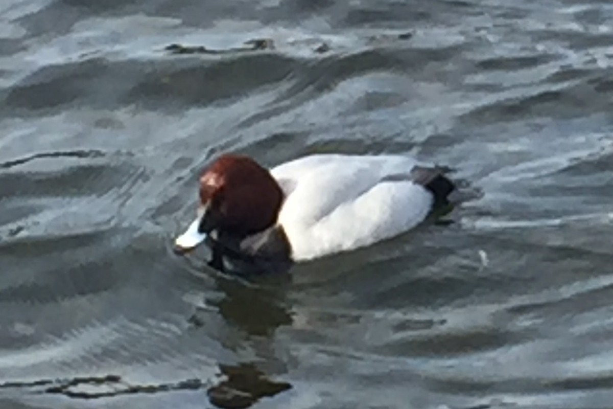 Common Pochard - ML620668424