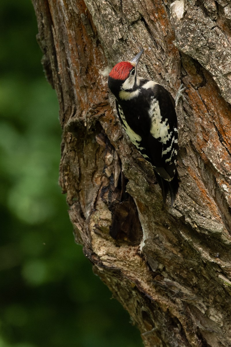 Great Spotted Woodpecker - ML620668425