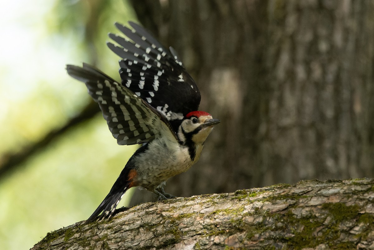 Great Spotted Woodpecker - ML620668426