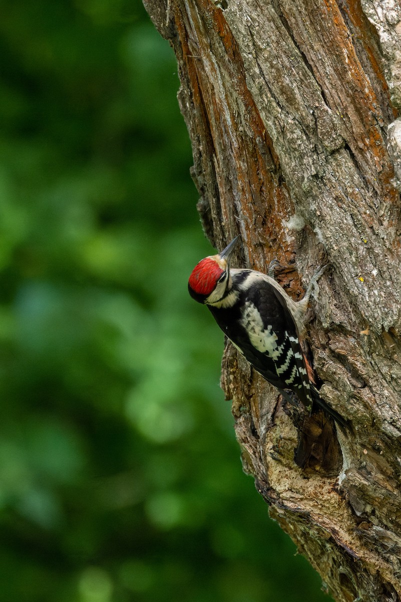 Great Spotted Woodpecker - ML620668427