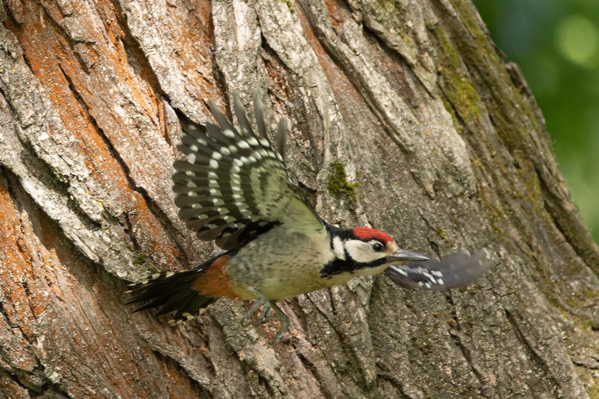 Great Spotted Woodpecker - ML620668428