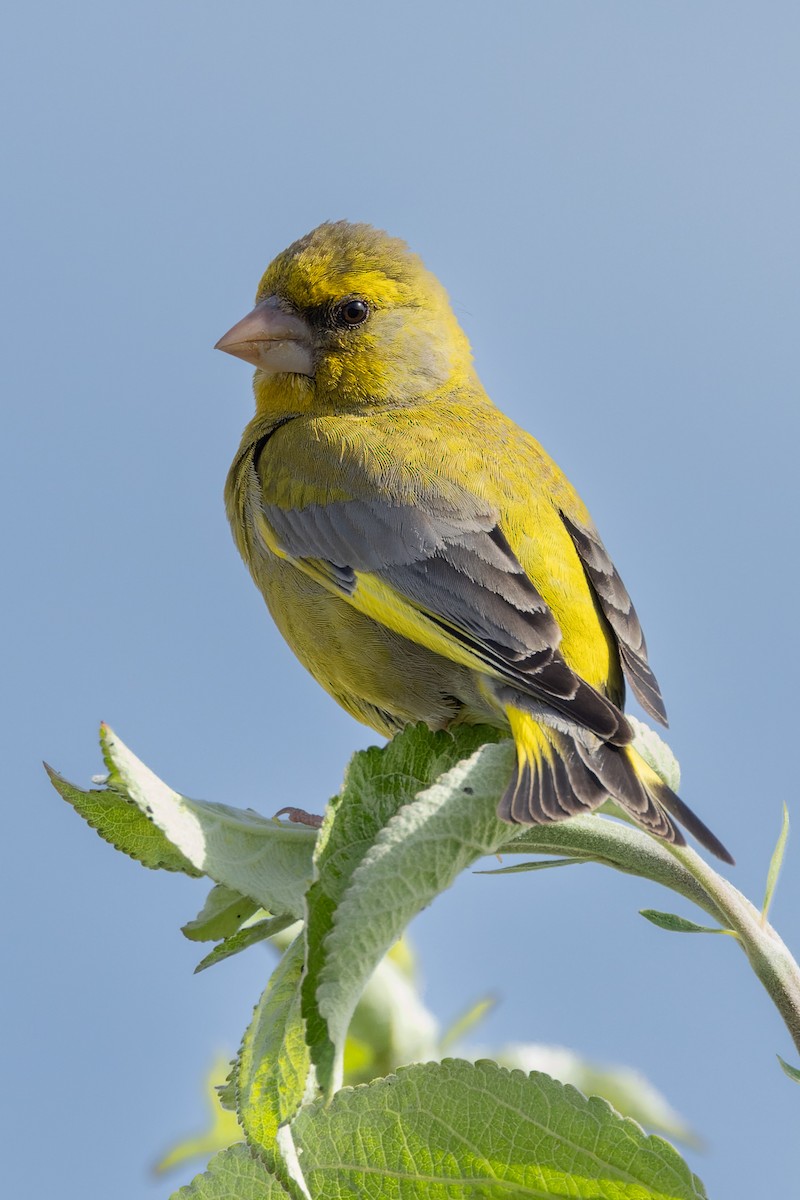 European Greenfinch - ML620668431