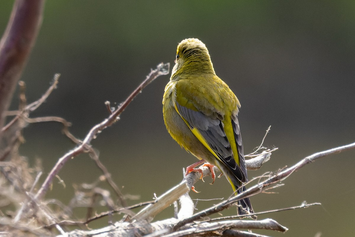 European Greenfinch - ML620668432