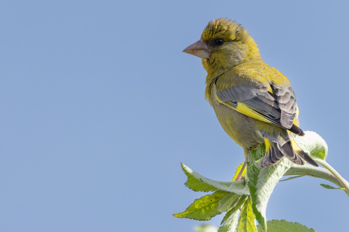 European Greenfinch - ML620668433