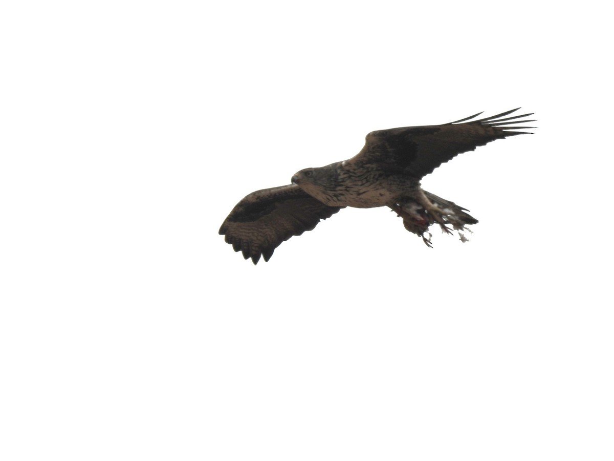 Bonelli's Eagle - ML620668434