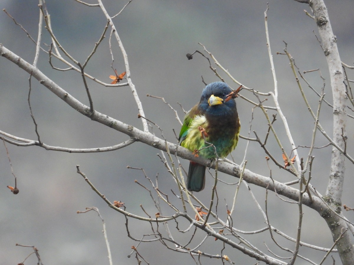 Great Barbet - ML620668435