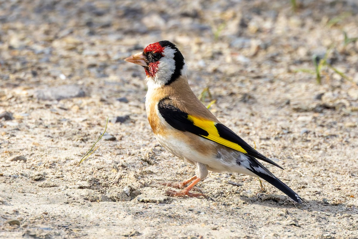 European Goldfinch - ML620668436