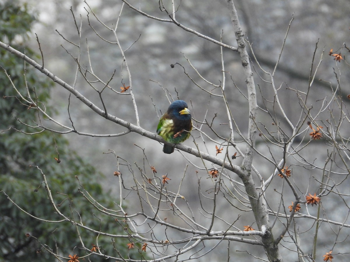 Great Barbet - ML620668441