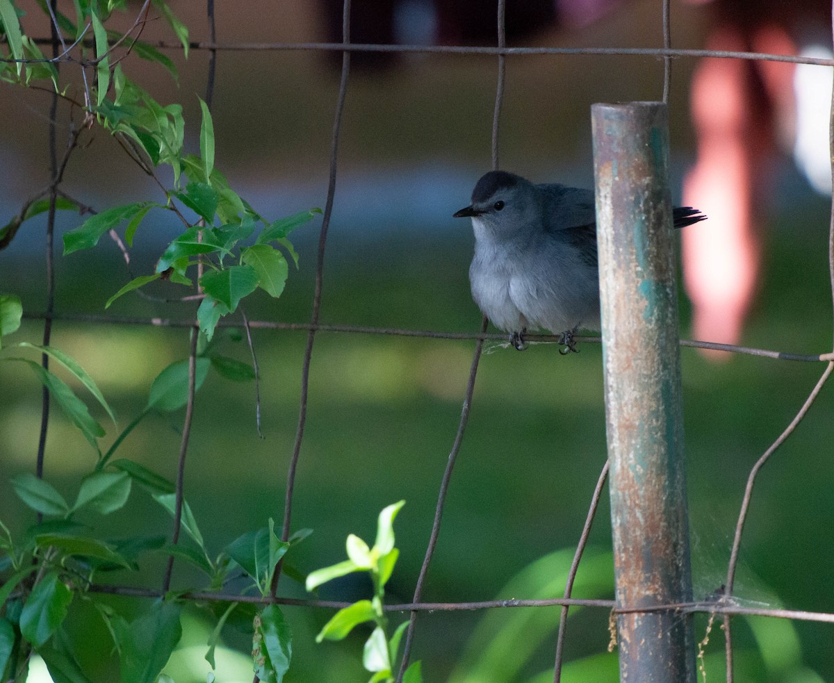 Gray Catbird - ML620668442