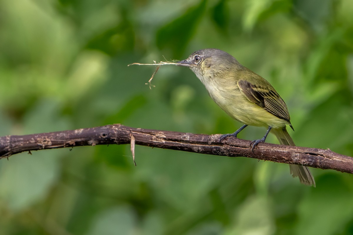 Yellow-crowned Tyrannulet - ML620668443