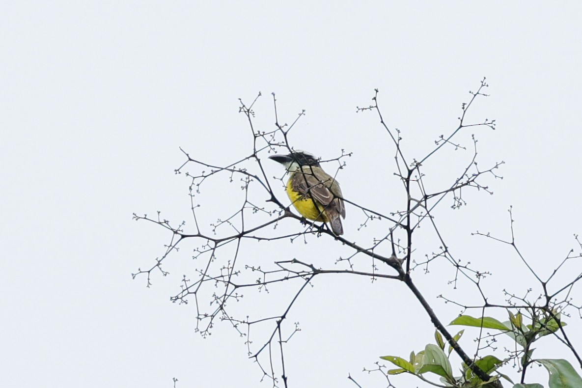 Boat-billed Flycatcher (South American) - ML620668444