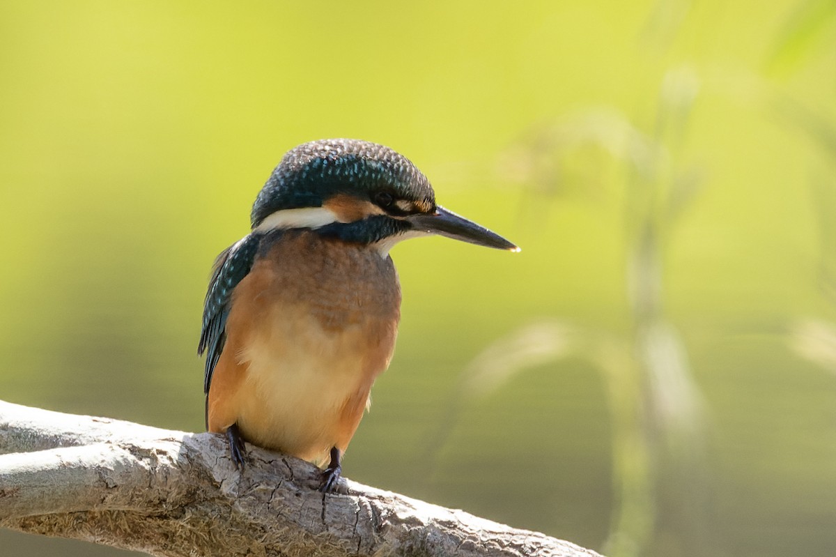 Common Kingfisher - ML620668445