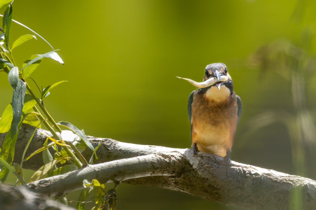 Common Kingfisher - ML620668446