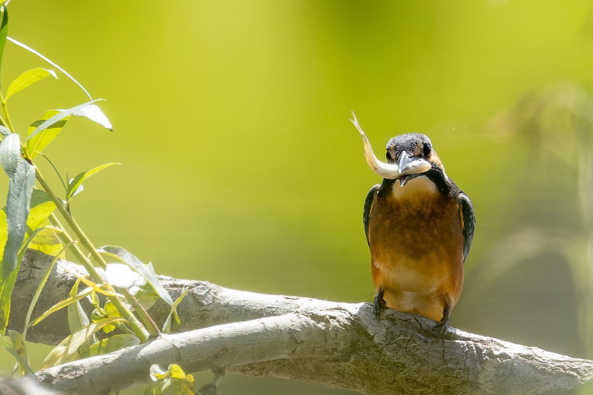 Common Kingfisher - ML620668447