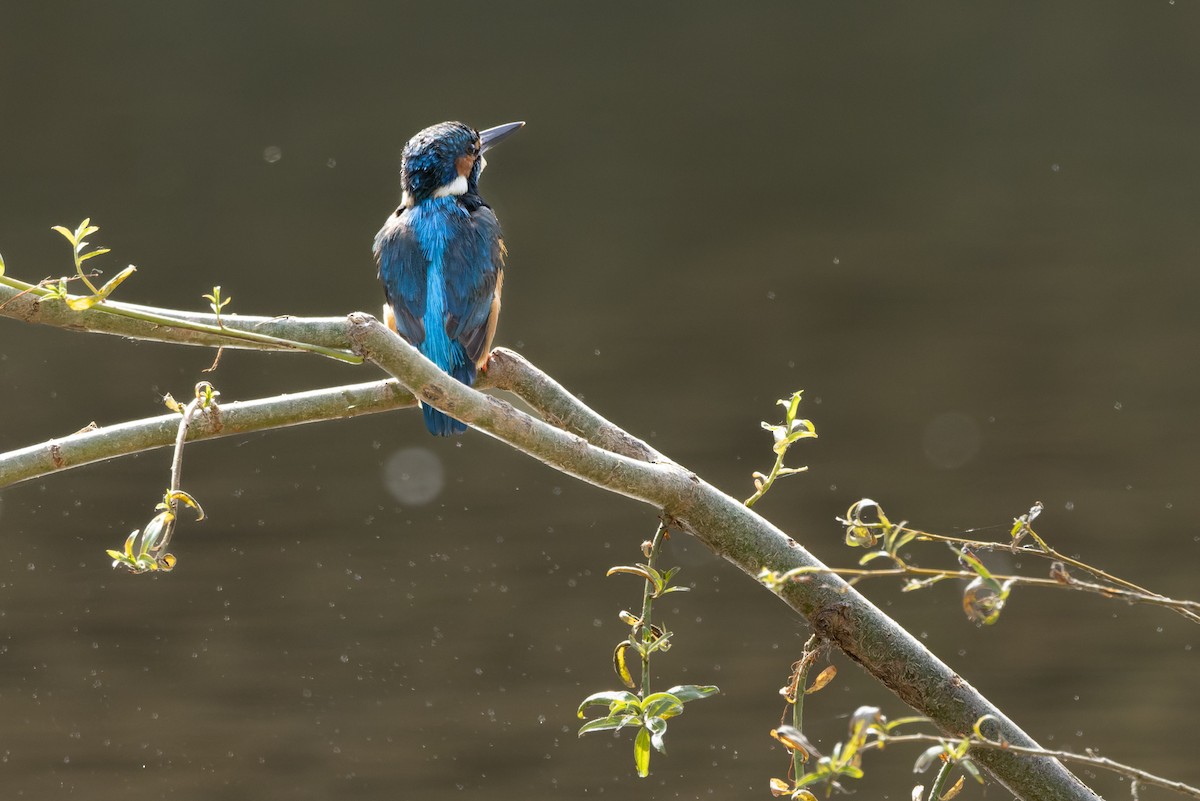 Common Kingfisher - ML620668449