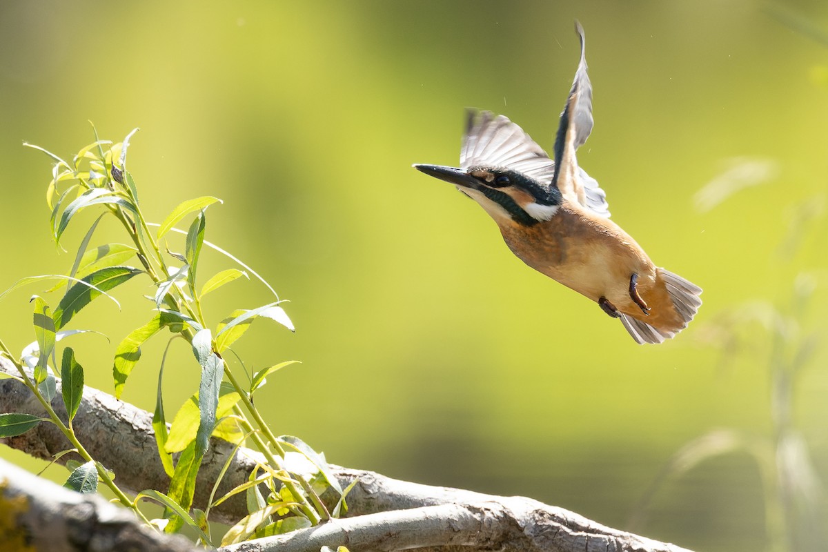 Common Kingfisher - ML620668451