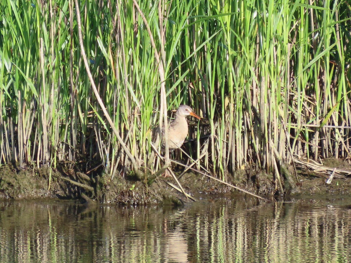 Clapper Rail (Atlantic Coast) - ML620668463