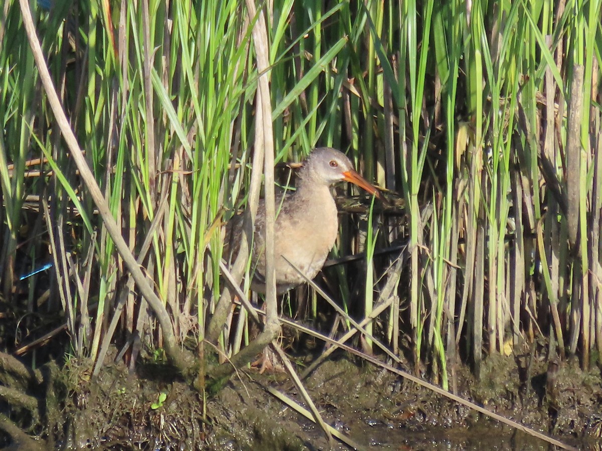 Clapper Rail (Atlantic Coast) - ML620668465