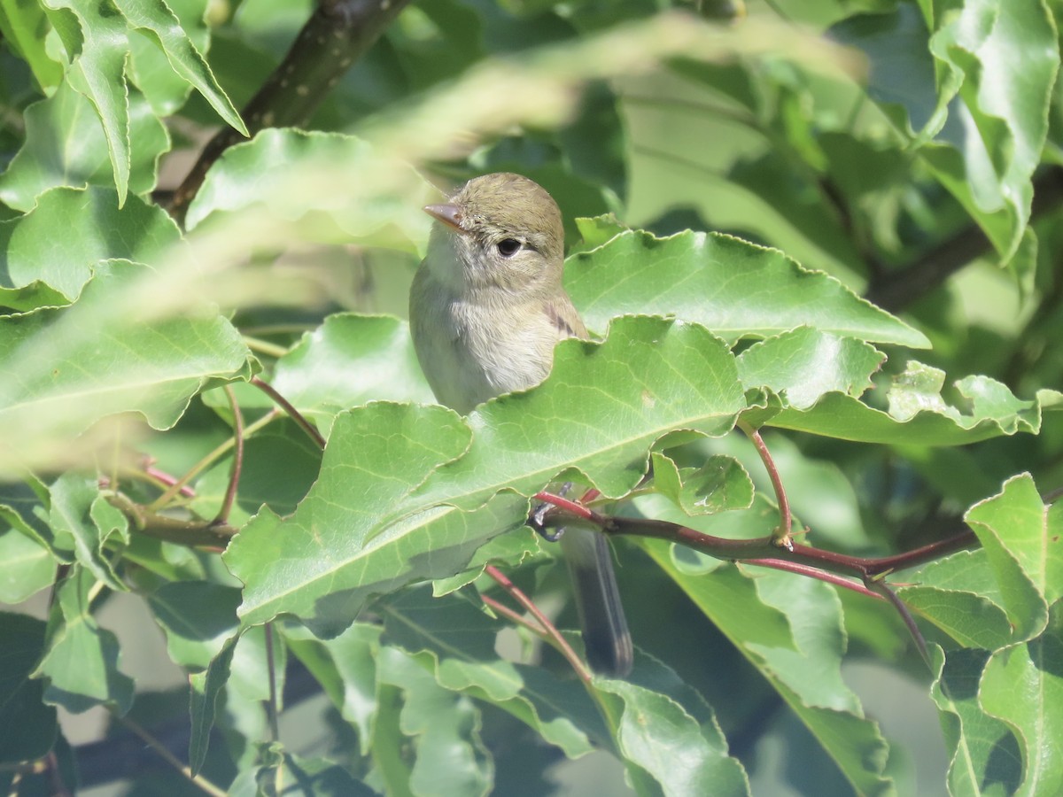 Willow Flycatcher (Eastern) - ML620668469