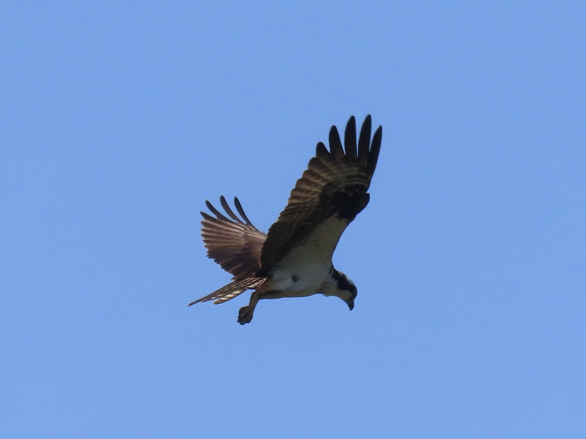 Águila Pescadora (carolinensis) - ML620668470