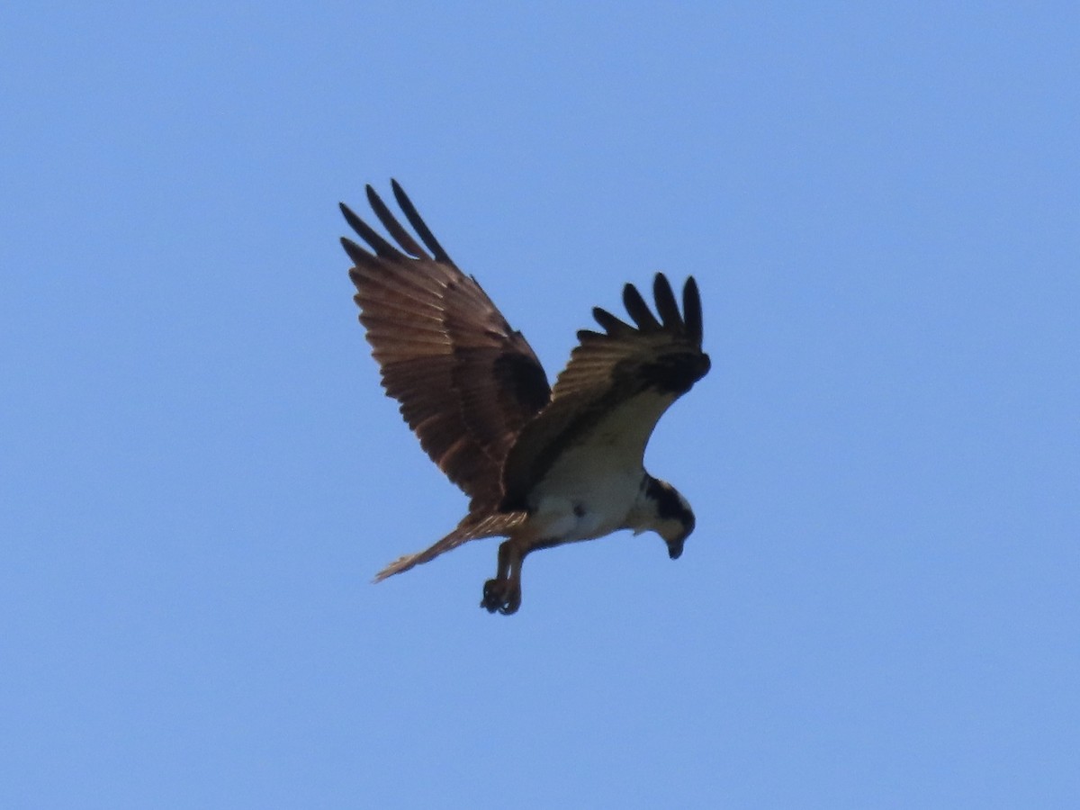 Osprey (carolinensis) - Port of Baltimore