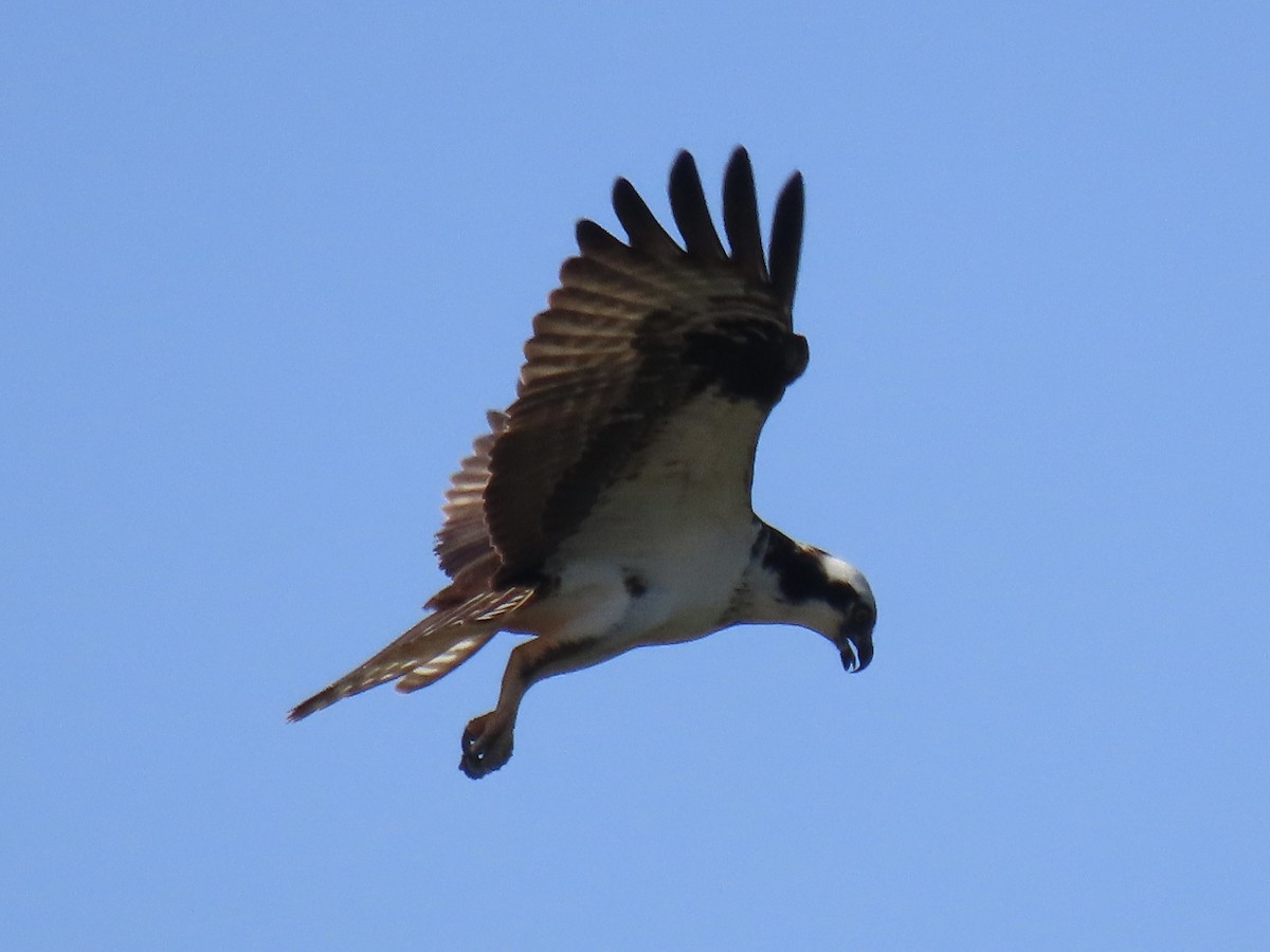 Águila Pescadora (carolinensis) - ML620668472