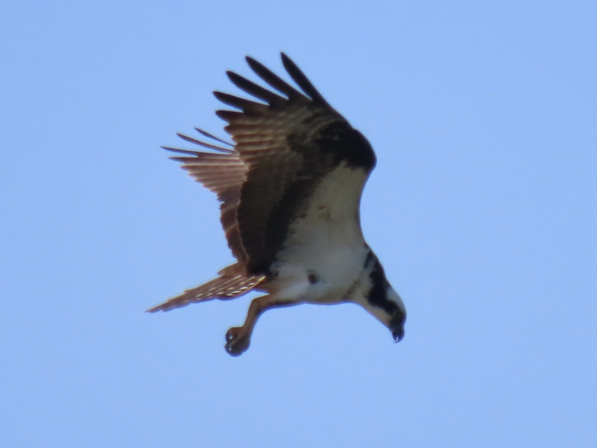 Balbuzard pêcheur (carolinensis) - ML620668473