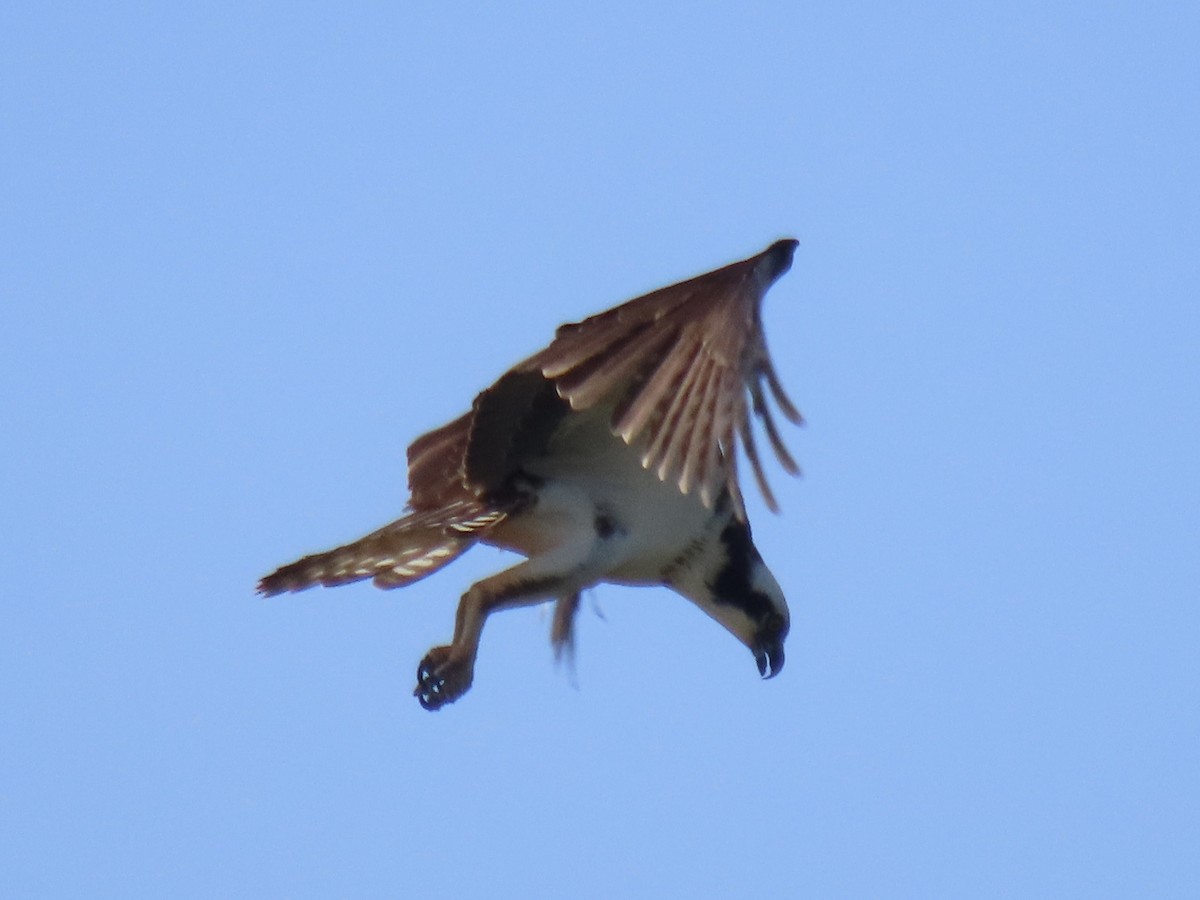 Balbuzard pêcheur (carolinensis) - ML620668474