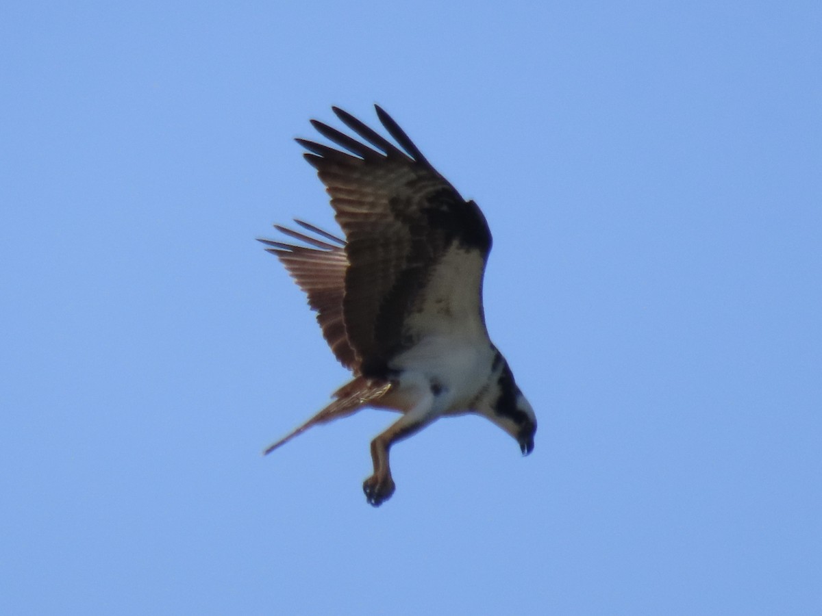 Balbuzard pêcheur (carolinensis) - ML620668475