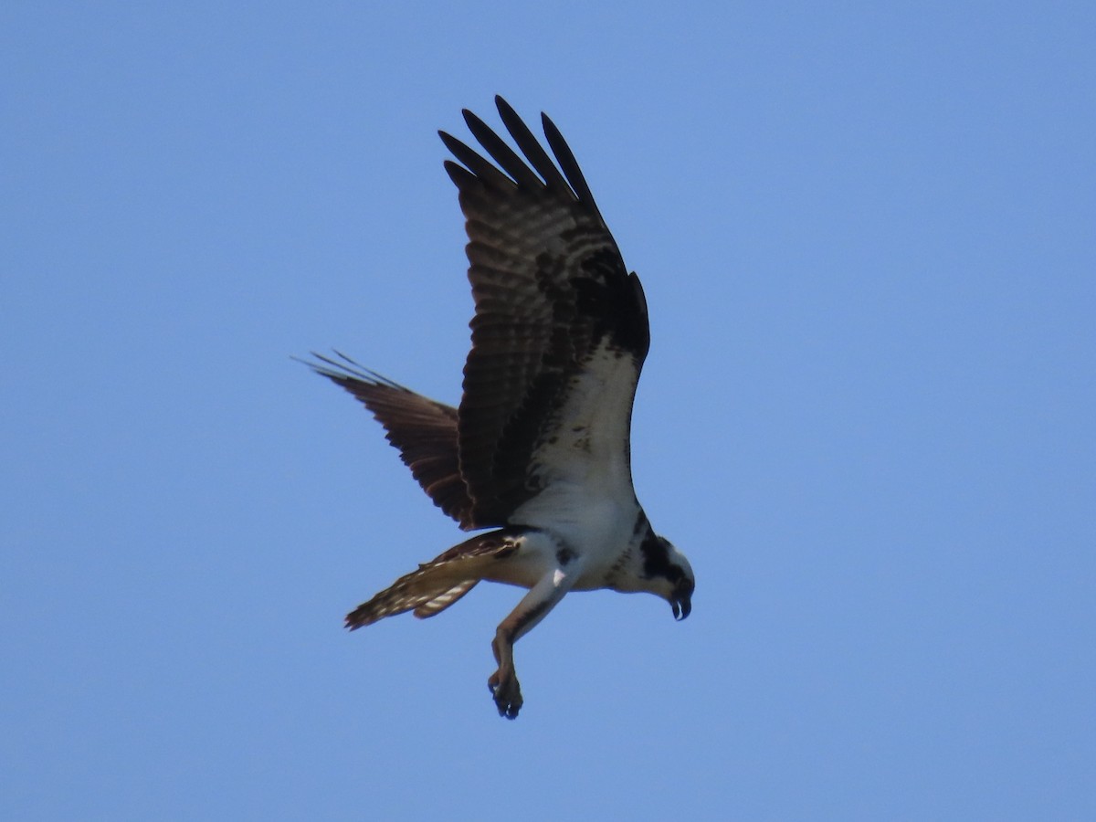 Osprey (carolinensis) - Port of Baltimore