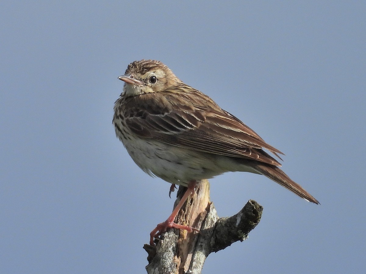 Pipit des arbres - ML620668479