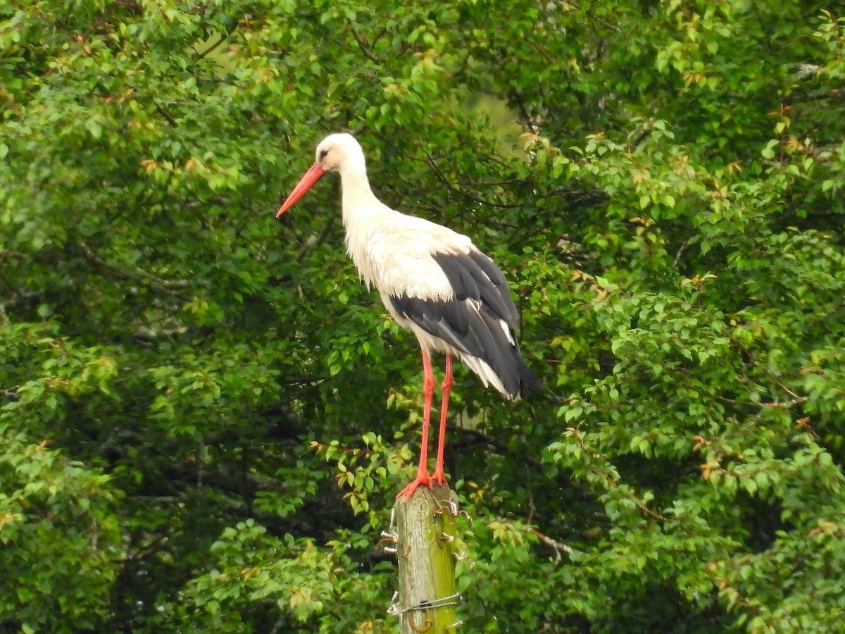 Cigogne blanche - ML620668482