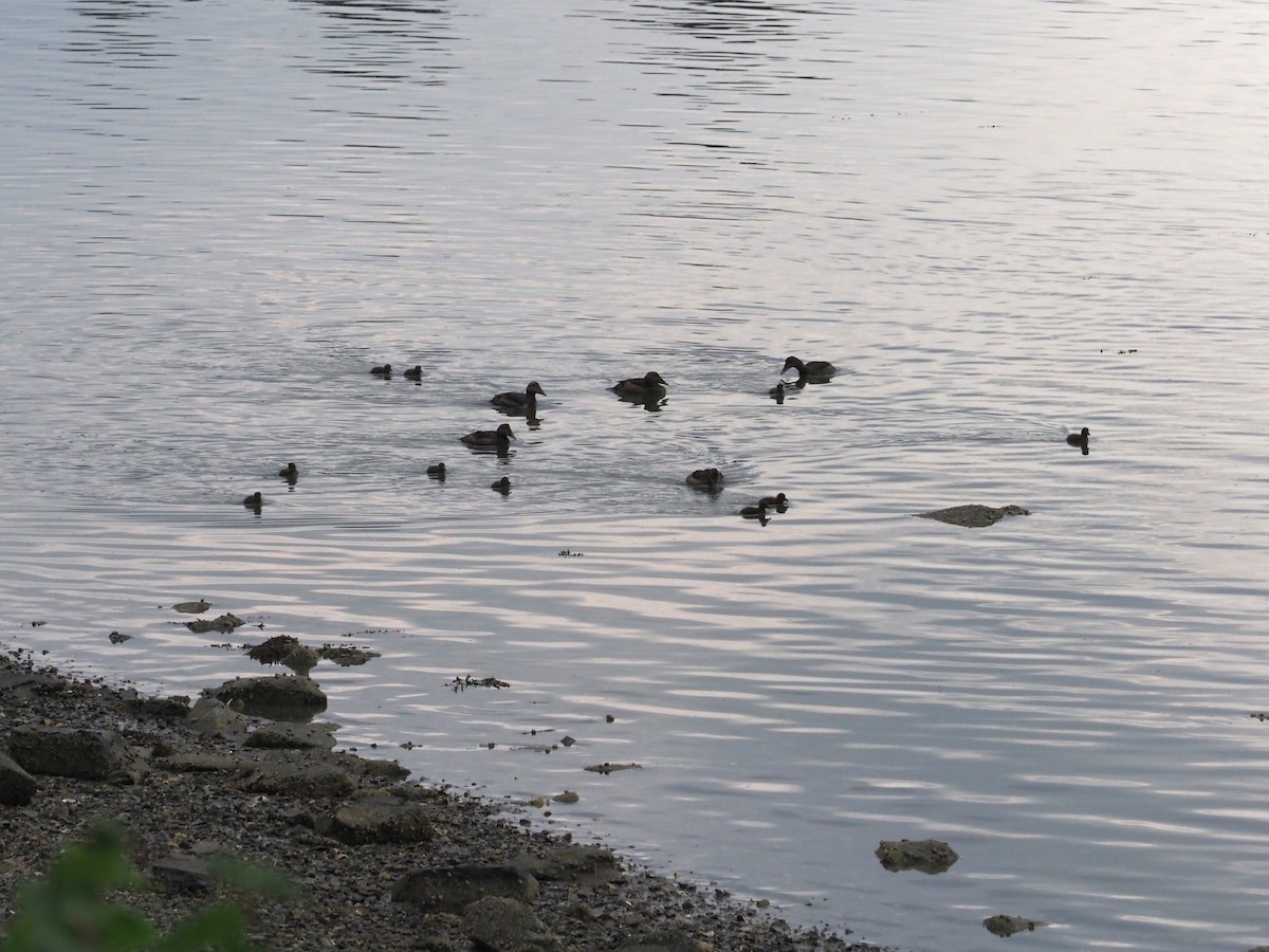 Common Eider - ML620668483