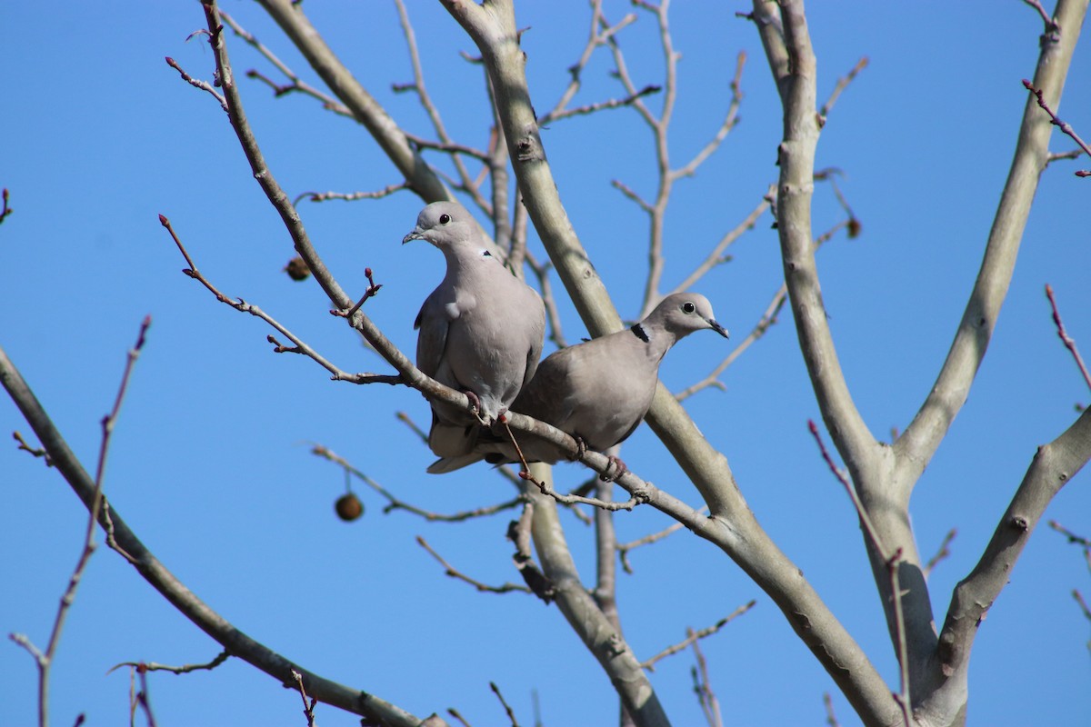 Eurasian Collared-Dove - ML620668485