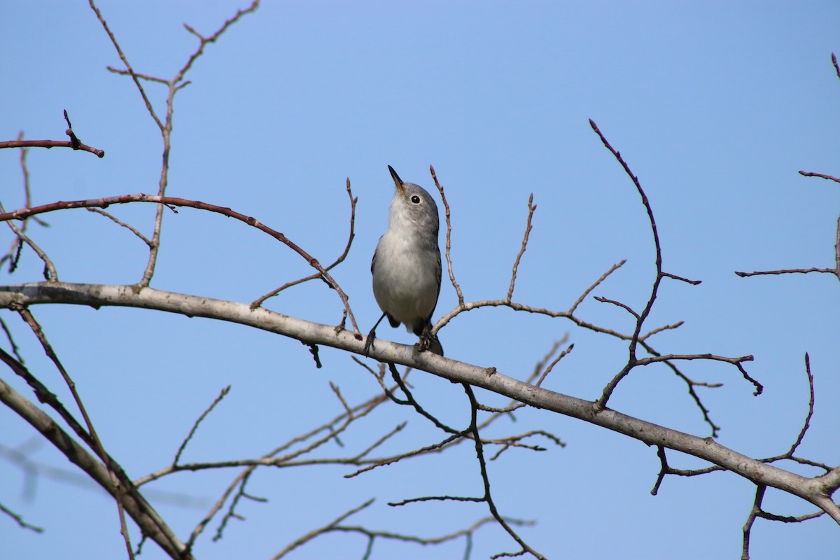 Blue-gray Gnatcatcher - ML620668486