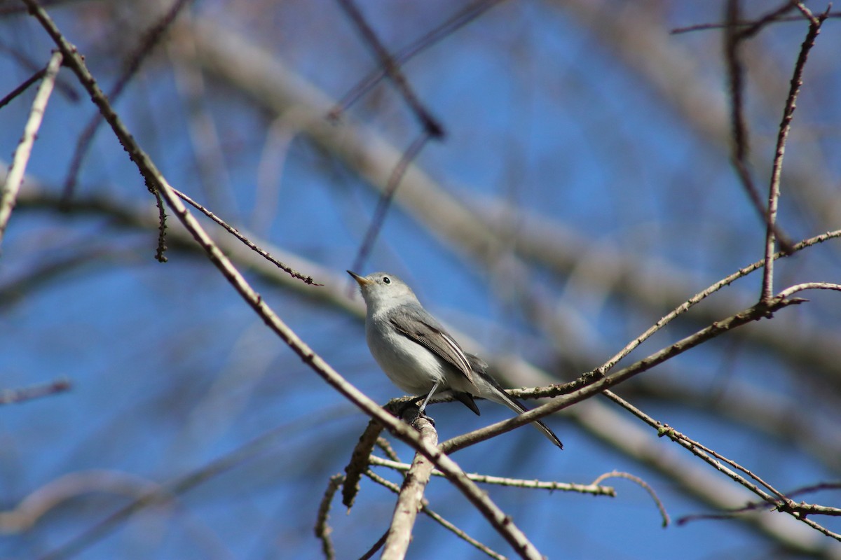 Gobemoucheron gris-bleu - ML620668487