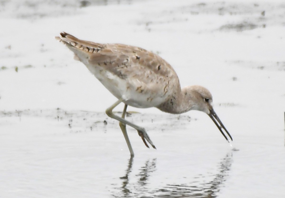 Willet - ML620668488