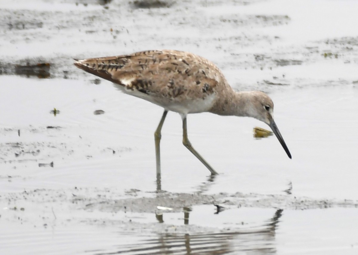 Willet - ML620668489