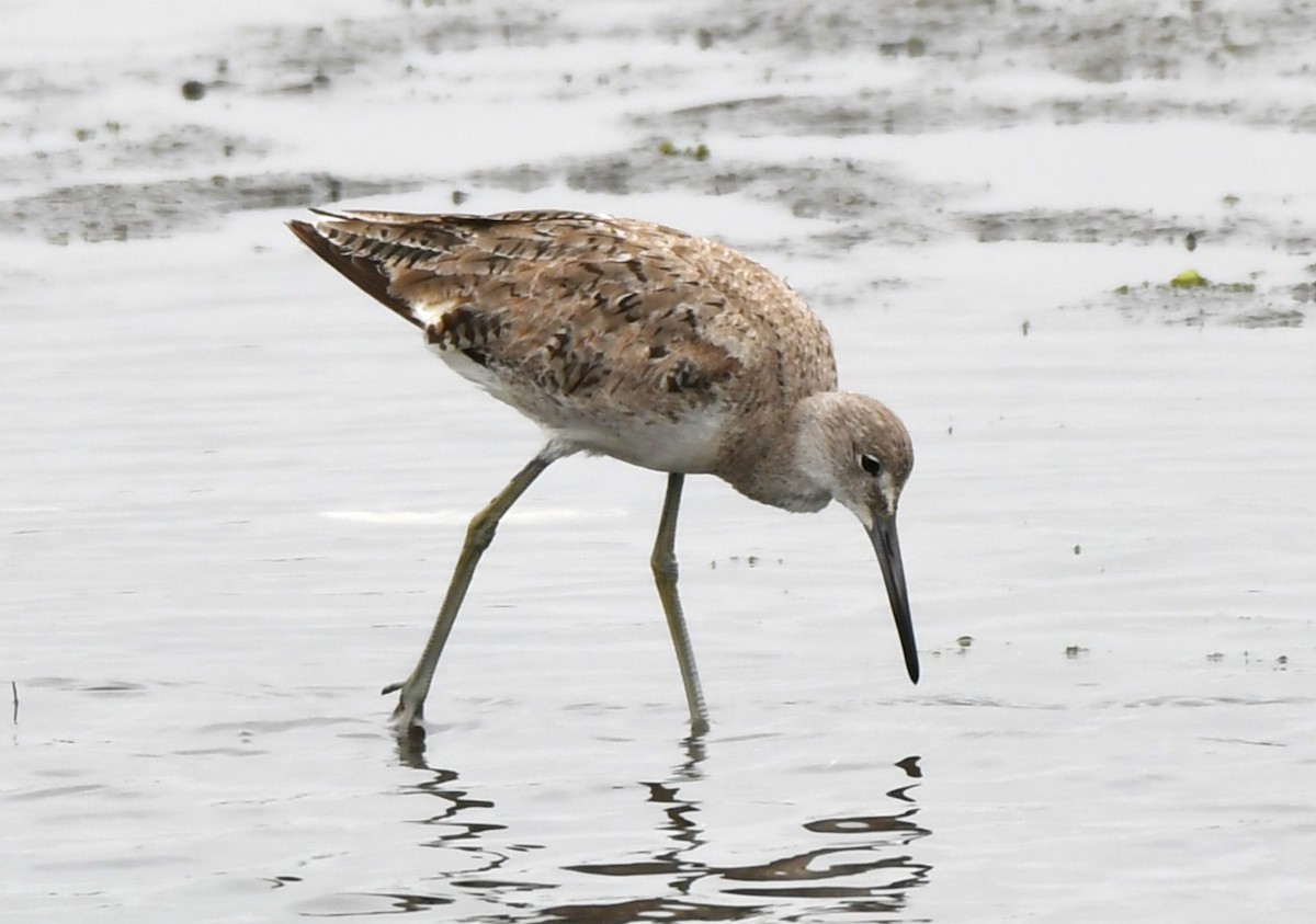 Willet - ML620668490