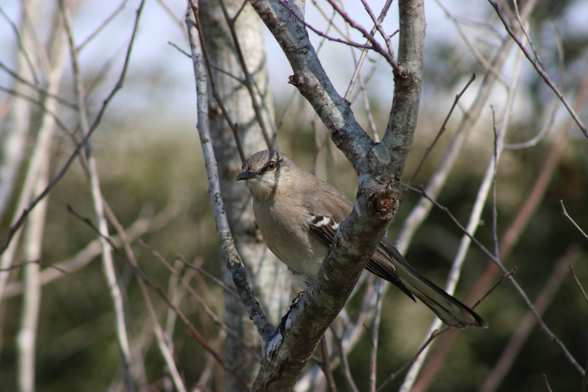 Northern Mockingbird - ML620668491