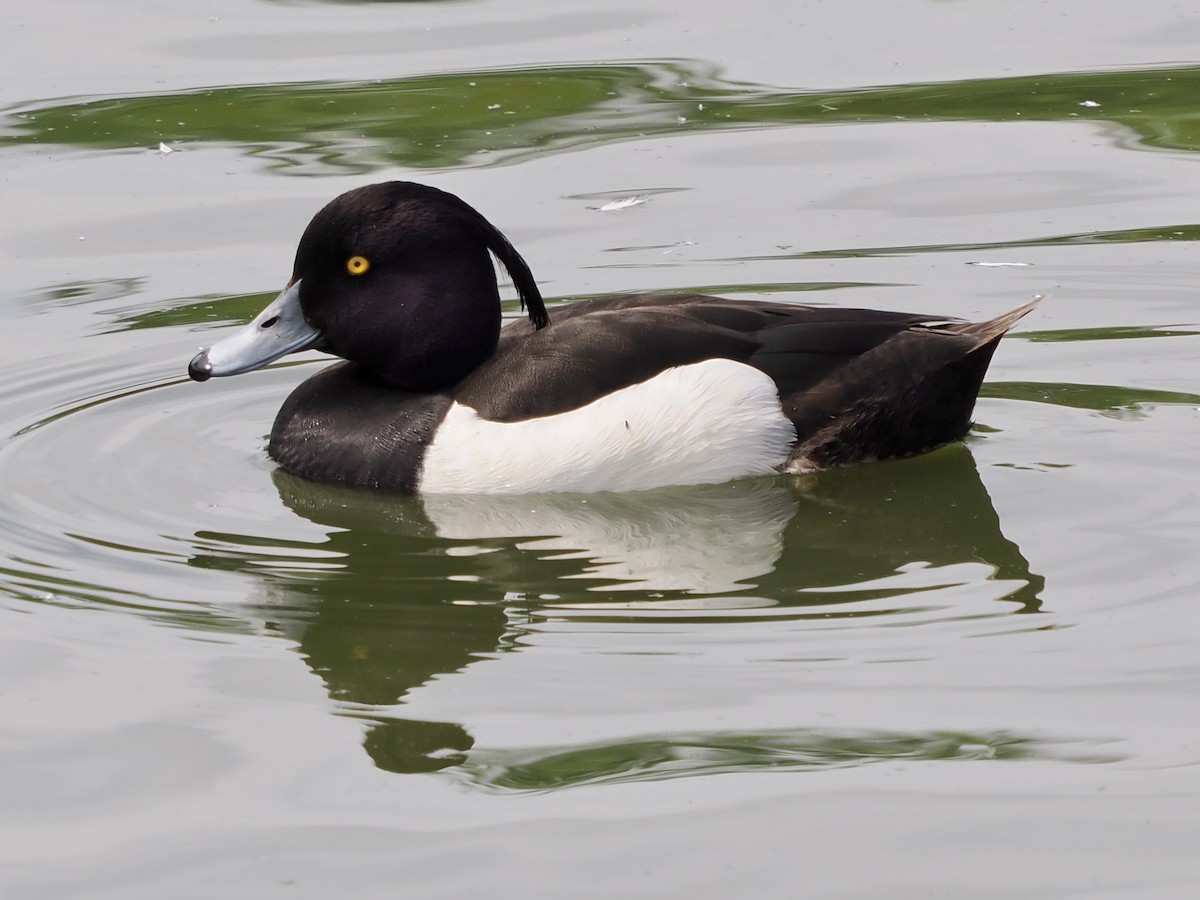 Tufted Duck - ML620668492